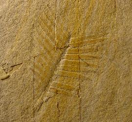 Zamites feneonis BRONGNIART - Bild © FossNet FossilienStore